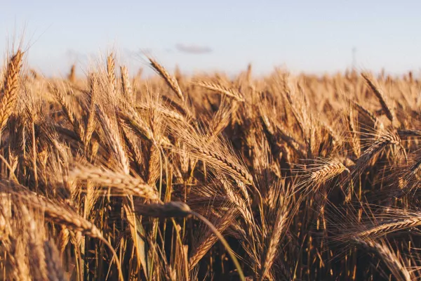 Челябинская область посеет больше яровой пшеницы твердых сортов в сезоне 2023