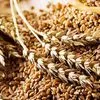 пшеница, овес, ячмень в Магнитогорске