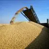 экспорт зерна в Челябинске