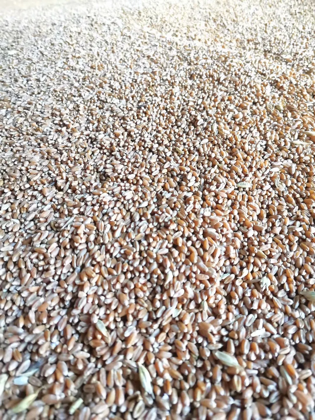пшеница фасованная в Челябинске 2