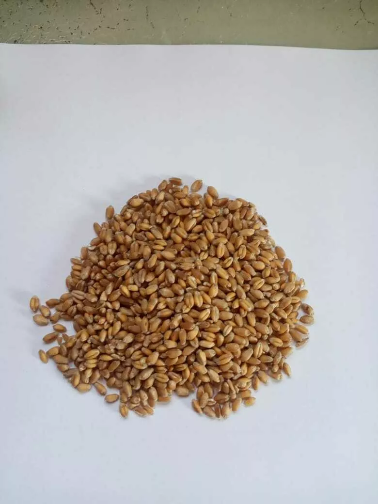 фотография продукта Пшеница урожай 2023